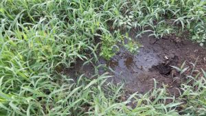 生き残りの2本のお茶に水を上げた