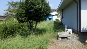 家の周りの雑草