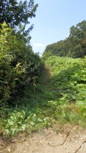 隣の境界の草刈りは奥側を残している