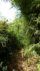 刈り残していた場所の草刈りを実施