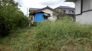 家の周りの雑草が結構伸びている