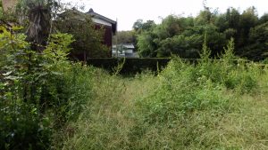 雑草が２ｍくらい伸びているものもあり、ちょっと荒れている