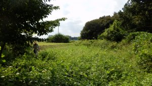 栗畑も伸びているんで合わせて、草刈りを実施した