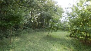 栗畑も草が生えだしてきたので、草刈りを行った。