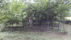 栗の木の下草も刈った