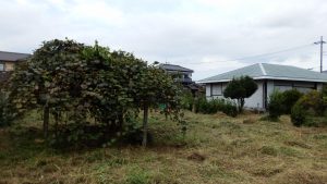実家の隣の畑の草刈り完了