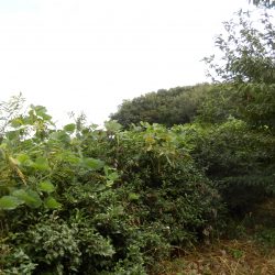 畑側から蔦がお茶の木にかかっている分の取り残しがある。