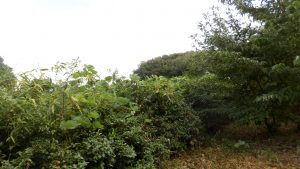 畑側から蔦がお茶の木にかかっている分の取り残しがある。