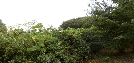 畑側から蔦がお茶の木にかかっている分の取り残しがある。