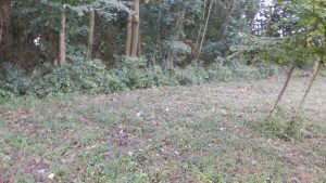 入り口側の雑草が伸びていたので、ざっと刈った