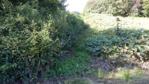 境界部分に雑草が復活している