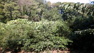 お茶の木の中に、竹と蔦の取り残しがある