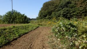 またやられた。草刈りすると、境界のお茶の木を越境して耕す人がある。今回はフェンスを作る予定。