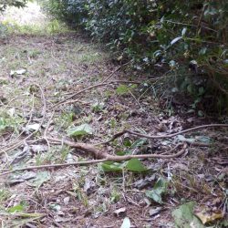 藤岡の草刈りを実施。お茶の木に残る竹や蔦を取り除いた 今回は、蔦を根から取りのぞかないで、お茶の木に絡んでいる蔦が絡んでいるのを綺麗にした