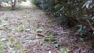 今回は、蔦を根から取りのぞかないで、お茶の木に絡んでいる蔦が絡んでいるのを綺麗にした