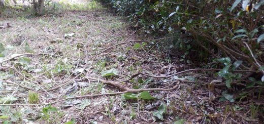 今回は、蔦を根から取りのぞかないで、お茶の木に絡んでいる蔦が絡んでいるのを綺麗にした