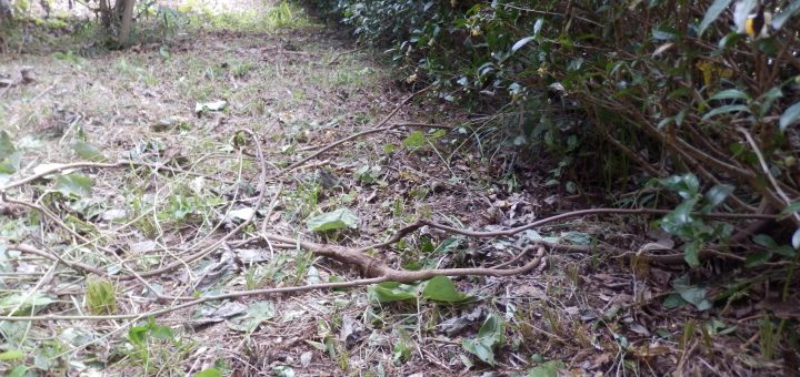 今回は、蔦を根から取りのぞかないで、お茶の木に絡んでいる蔦が絡んでいるのを綺麗にした