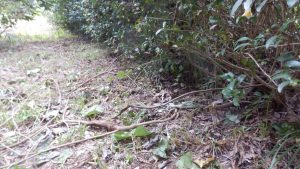 意外に取り残しがあるのに驚いている