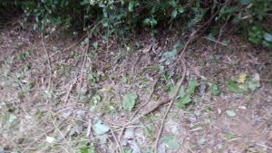 取り残しは、絡まりをと除いて、後からわかるように出しておいた