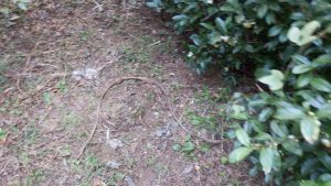 残りは4か所ほど。これは次回以降取り除く予定。