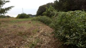 これで、お茶の木だけになった。へこんでいるのは蔦が凶悪な部分