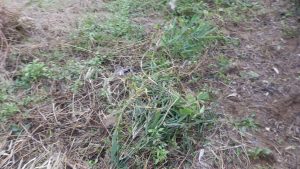 今回取り除いた竹や蔦の一部