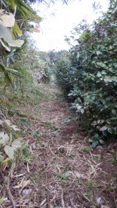 一番奥側から撮ったものだけど、境界側の草刈りも一段落した