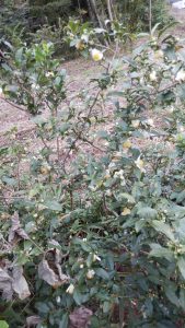 お茶の木の花がたくさん咲いている。このため。蜂が最後の花粉集めに来て大変な上級でやっている。