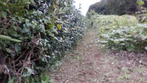 再度草刈りをして蔦を取除いてきれいにした。