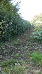 今回はお茶の木の中にある蔦を取り出すことにする。