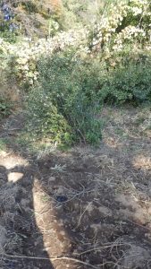 刈られてしまったお茶の木の垣根