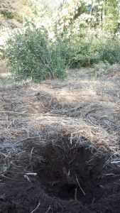 ポールを埋めるのに掘っていたらお茶の木の幹がでてきた