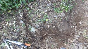 隣の境界の道にある蔦は去年は無視していたけど、お茶の木にかかるので今回は取り出した