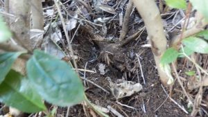 今回は蔦の根っ子取り