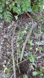 かなり大きいのを見逃していたので、参っている