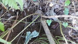 蔦の根っ子の掘り出し