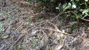 この辺が取り残しが多くお茶の木の中にあった蔦