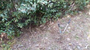 蔦の根っ子が畑側か隣畑側か伝ってみたいとわからないので、調べながらやっている。今回は反対側で、見つけやすいように目印を置いている。