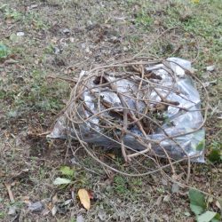 藤岡の草刈りーお茶の木の中にある蔦の根っこ堀 今回回収した蔦と根っ子