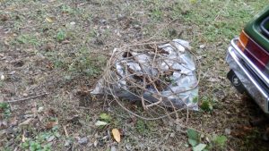 今回回収した蔦と根っ子