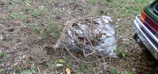 今回回収した蔦と根っ子