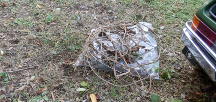 今回回収した蔦と根っ子