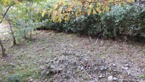 蔦がたくさんあったところも整理できてよかった