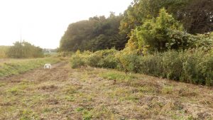 境界にポールを建てた