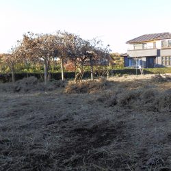 枯草を一掃する作業途中