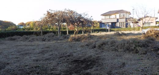 枯草を一掃する作業途中