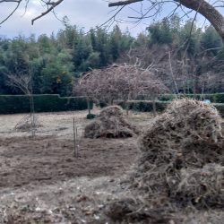 掘り起こした雑草の山。次回以降左側もやるけど、雑草の山を放置できないので、これを纏めると捨てに行かないと。