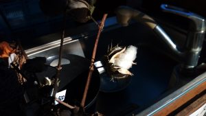 綿も売っている