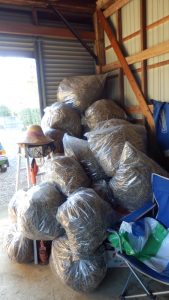 前回積み上げていた枯草