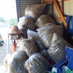 前回積み上げていた枯草